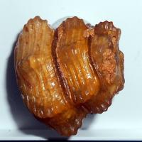 Moganit psm. n. fossiler Schnecke